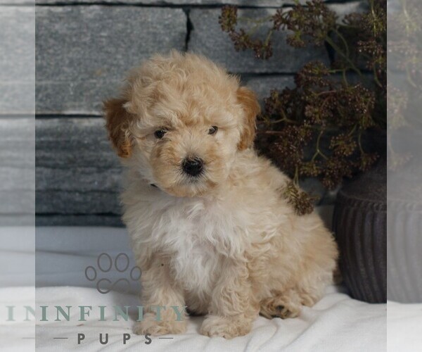 Medium Photo #1 Poodle (Miniature) Puppy For Sale in GORDONVILLE, PA, USA