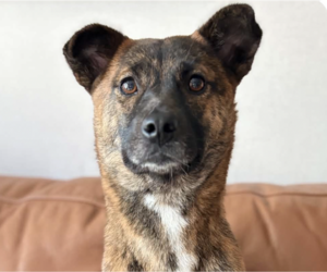 Mutt Dogs for adoption in San Ramon, CA, USA