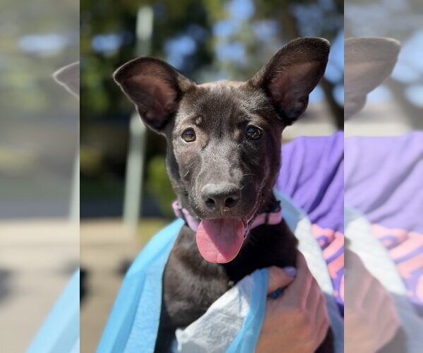 Medium Photo #2 German Shepherd Dog Puppy For Sale in West Sacramento, CA, USA