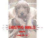 Small Photo #1 Goldendoodle Puppy For Sale in FULTON, MO, USA