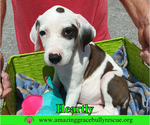 Small Photo #5 American Bulldog-Unknown Mix Puppy For Sale in Milton, FL, USA
