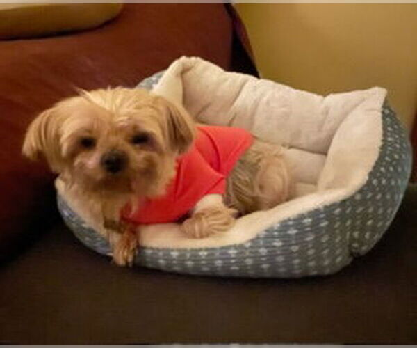 Medium Photo #8 Mutt Puppy For Sale in Allentown,, PA, USA