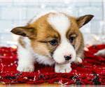Small #3 Cardigan Welsh Corgi