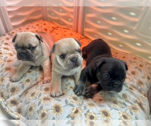 French Bulldog Puppy for Sale in PETERSBURG, Virginia USA