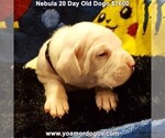 Small Photo #37 Dogo Argentino Puppy For Sale in JANE, MO, USA