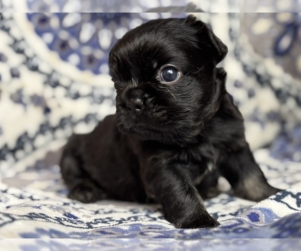 Medium Photo #3 French Bulldog Puppy For Sale in NEWTON, NJ, USA
