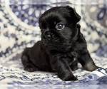 Small #2 French Bulldog