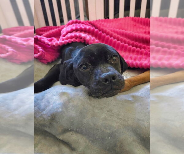 Medium Photo #3 American Pit Bull Terrier-Bulldog Mix Puppy For Sale in Raleigh, NC, USA