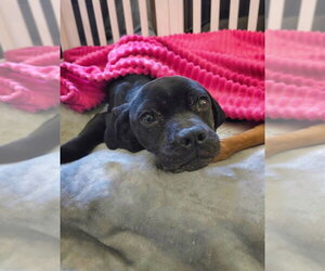 Bessie - Female American Pit Bull Terrier-Bulldog Mix Dog for Adoption - Photo #3