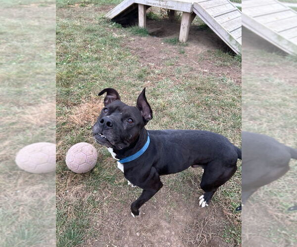 Medium Photo #2 American Staffordshire Terrier Puppy For Sale in Pierceton , IN, USA