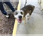 Small American Pit Bull Terrier Mix