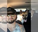 Small #10 German Shepherd Dog Mix