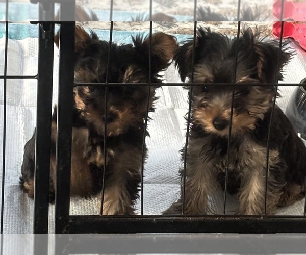 Medium Photo #1 Yorkshire Terrier Puppy For Sale in CHESAPEAKE, VA, USA