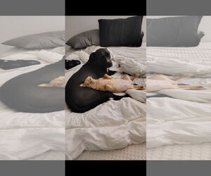 BILLY #2 - Male American Pit Bull Terrier-Unknown Mix Dog for Adoption - Photo #4