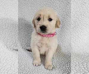 Golden Retriever Puppy for sale in AIKEN, SC, USA