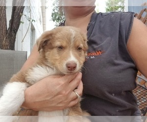 Australian Shepherd Puppy for sale in WILLIAMSBURG, CO, USA