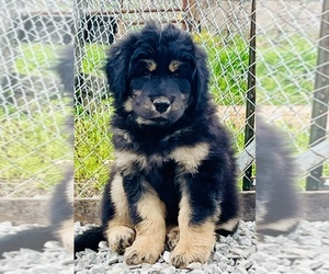 Tibetan Mastiff Puppy for Sale in PARK HILLS, Missouri USA