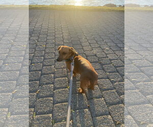 Willie3 - Male Dachshund Dog for Adoption - Photo #5