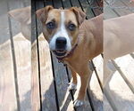 Small #1 Mountain Cur Mix