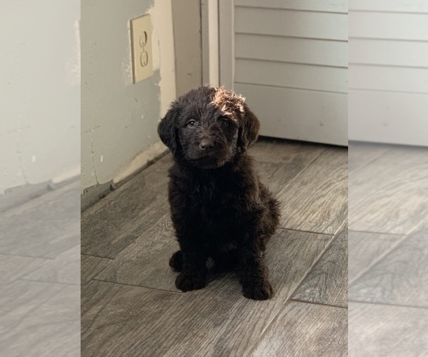 Medium Photo #1 Labradoodle Puppy For Sale in GUTHRIE, OK, USA