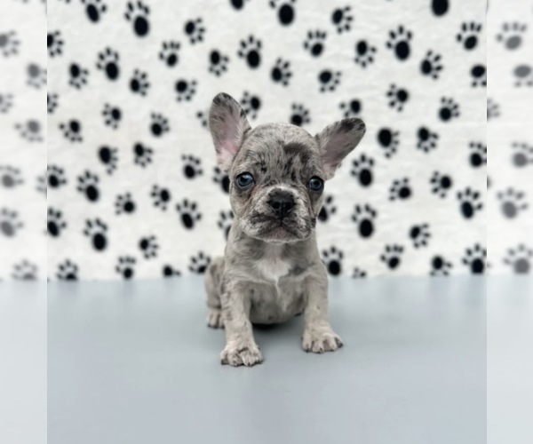 Medium Photo #1 French Bulldog Puppy For Sale in JUPITER, FL, USA