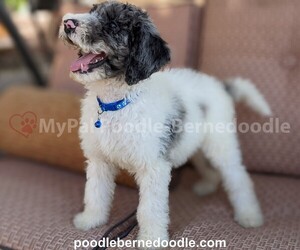 Poodle (Standard) Puppy for sale in SURPRISE, AZ, USA