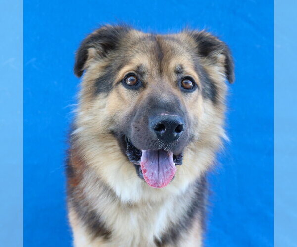 Medium Photo #2 German Shepherd Dog-Unknown Mix Puppy For Sale in Pasadena, CA, USA