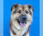 Small #1 German Shepherd Dog Mix