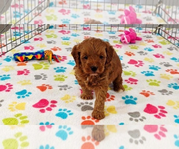 Medium Photo #6 Cavapoo mix (+ Poodle Miniature) Puppy For Sale in ORO VALLEY, AZ, USA