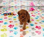 Small #5 Cavapoo mix (+ Poodle Miniature)