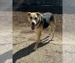 Small #1 Labrador Retriever Mix