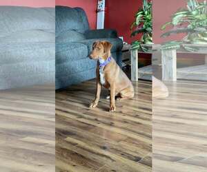 American Pit Bull Terrier-Doberman Pinscher Mix Dogs for adoption in Aurora, OH, USA