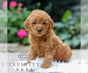 Goldendoodle (Miniature) Puppy for sale in LEOLA, PA, USA