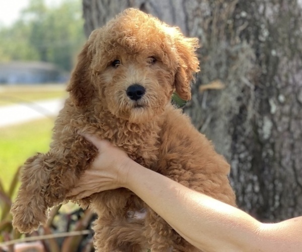 Medium Photo #1 Goldendoodle Puppy For Sale in BRADENTON, FL, USA