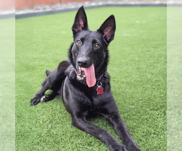 Medium Photo #9 German Shepherd Dog-Whippet Mix Puppy For Sale in San Diego, CA, USA
