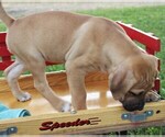 Small Photo #3 Cane Corso-Labrador Retriever Mix Puppy For Sale in CHARLOTT HALL, MD, USA