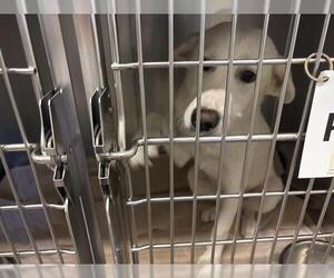 Labrenees Dogs for adoption in Waco, TX, USA