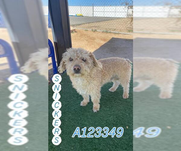 Medium Photo #1 Poodle (Miniature) Puppy For Sale in HESPERIA, CA, USA