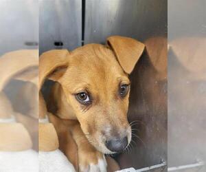 Boxer Dogs for adoption in San Antonio, TX, USA