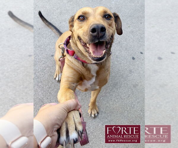 Medium Photo #2 German Shepherd Dog-Rhodesian Ridgeback Mix Puppy For Sale in Marina del Rey, CA, USA