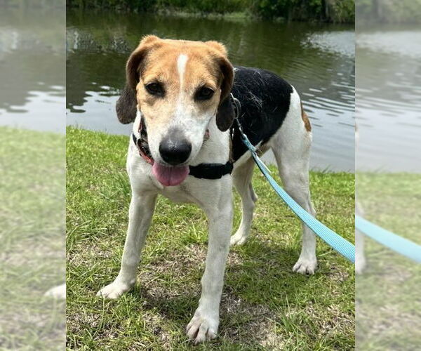 Medium Photo #9 Mutt Puppy For Sale in North Myrtle Beach, SC, USA