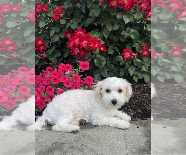 Medium Photo #7 Lhasa-Coton Puppy For Sale in CANOGA, NY, USA