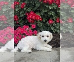 Small #6 Lhasa-Coton