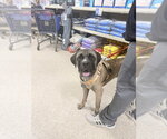 Small #17 Mastiff Mix