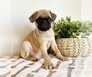 Pug Puppy for sale in INDIANAPOLIS, IN, USA