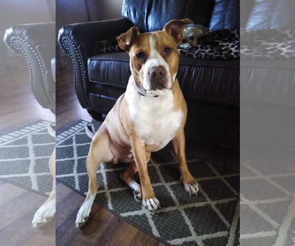 Medium Photo #1 Staffordshire Bull Terrier-Unknown Mix Puppy For Sale in Harrison, AR, USA