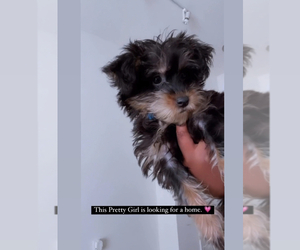 YorkiePoo Puppy for sale in GLEN BURNIE, MD, USA