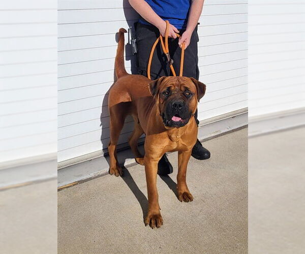 Medium Photo #1 Bullmastiff-Unknown Mix Puppy For Sale in Louisville, KY, USA
