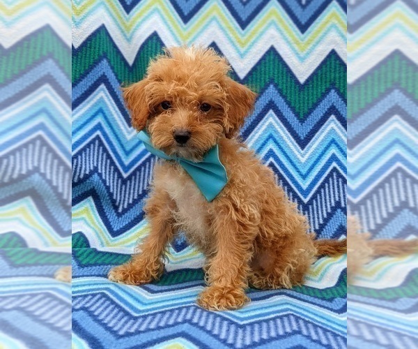 Medium Photo #2 Poodle (Toy) Puppy For Sale in KINZERS, PA, USA