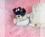 Hand delivery - Female Yorkshire Terrier Puppy for Sale - Photo #5